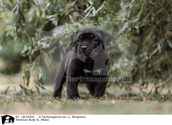 American Bully XL Welpe / American Bully XL Puppy / LB-02405