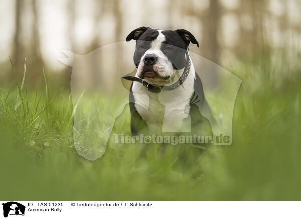 American Bully / American Bully / TAS-01235