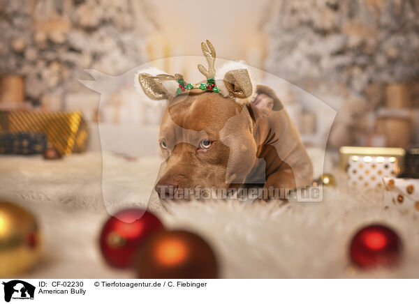 American Bully / American Bully / CF-02230