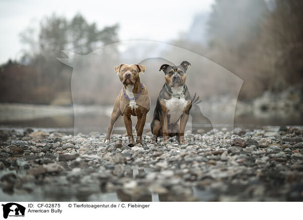 American Bully / American Bully / CF-02875