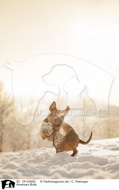 American Bully / American Bully / CF-02883