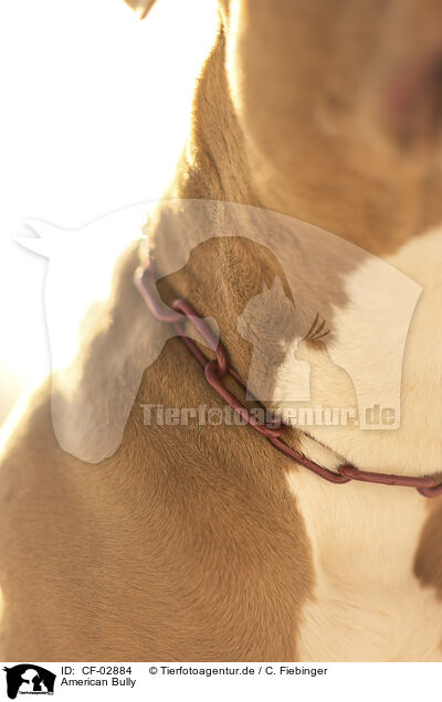 American Bully / American Bully / CF-02884