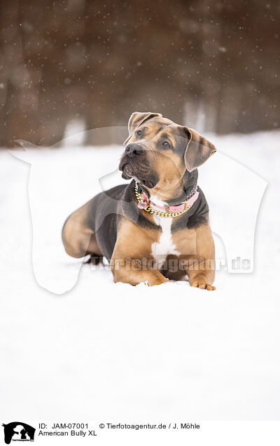 American Bully XL / JAM-07001