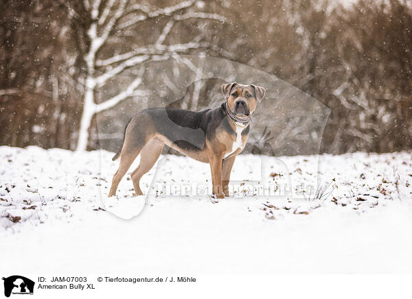 American Bully XL / American Bully XL / JAM-07003