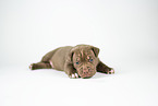 American Bully XL Welpe