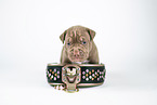 American Bully XL Welpe