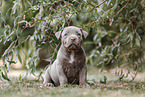 American Bully XL Welpe