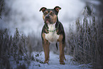 American Bully