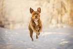 American Bully