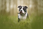 American Bully