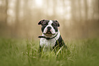 American Bully