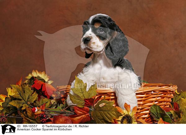 American Cocker Spaniel im Krbchen / RR-16557