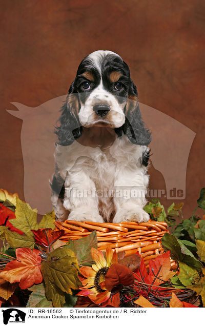 American Cocker Spaniel im Krbchen / Spaniel in basket / RR-16562