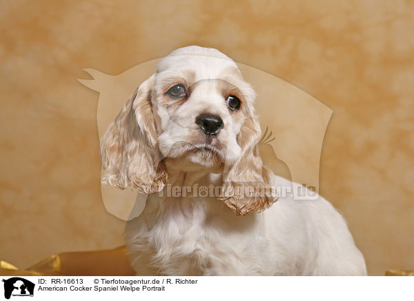 American Cocker Spaniel Welpe Portrait / Cocker Spaniel Pup Portrait / RR-16613