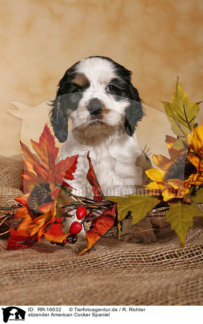 sitzender American Cocker Spaniel / Sitting Spaniel Puppy / RR-16632