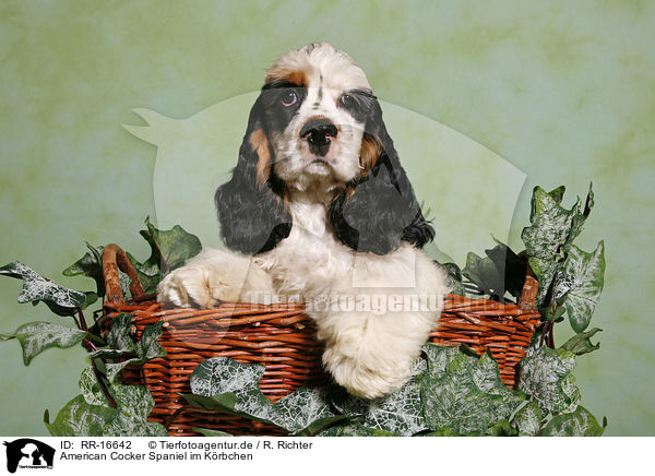 American Cocker Spaniel im Krbchen / RR-16642