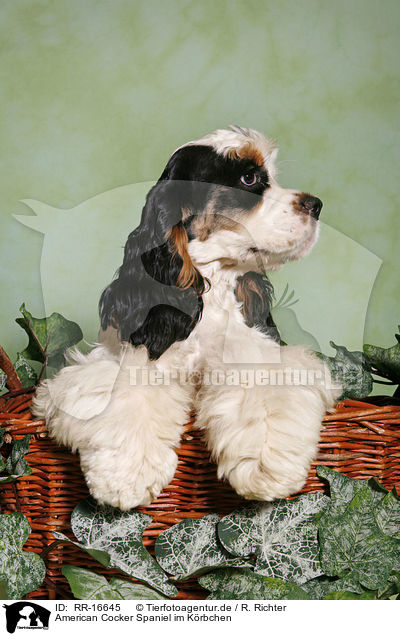 American Cocker Spaniel im Krbchen / RR-16645