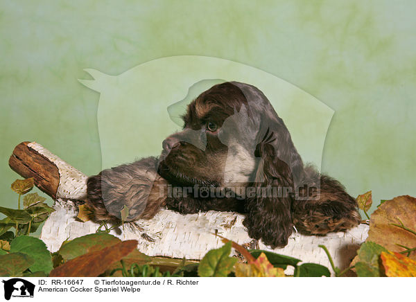 American Cocker Spaniel Welpe / RR-16647