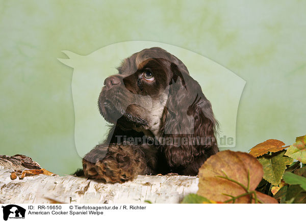 American Cocker Spaniel Welpe / RR-16650