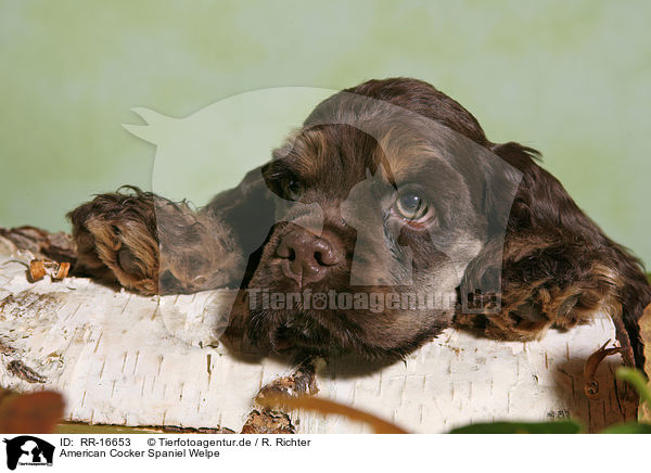 American Cocker Spaniel Welpe / RR-16653