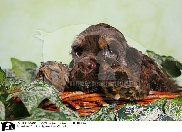 American Cocker Spaniel im Krbchen / RR-16656