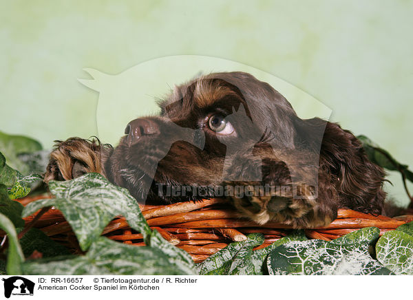 American Cocker Spaniel im Krbchen / RR-16657