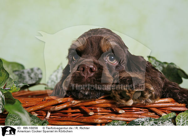 American Cocker Spaniel im Krbchen / RR-16658