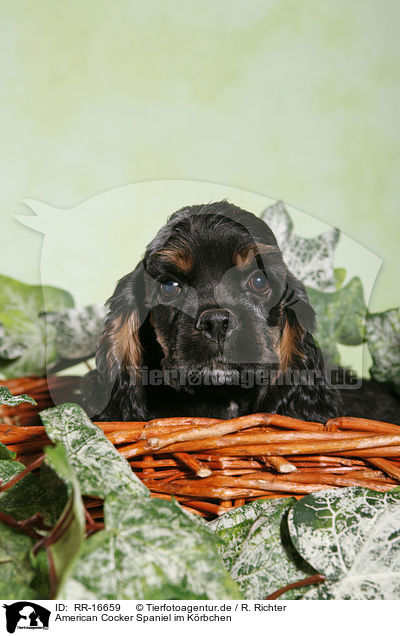 American Cocker Spaniel im Krbchen / RR-16659
