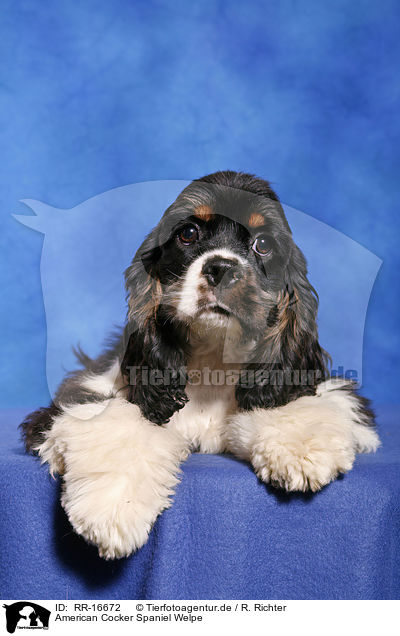 American Cocker Spaniel Welpe / Puppy / RR-16672