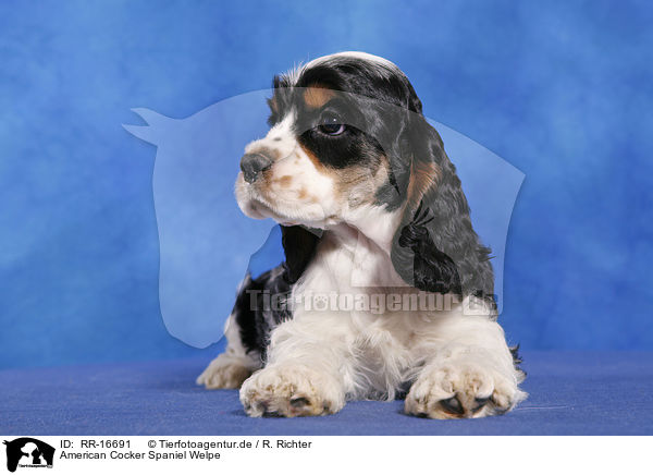American Cocker Spaniel Welpe / Puppy / RR-16691