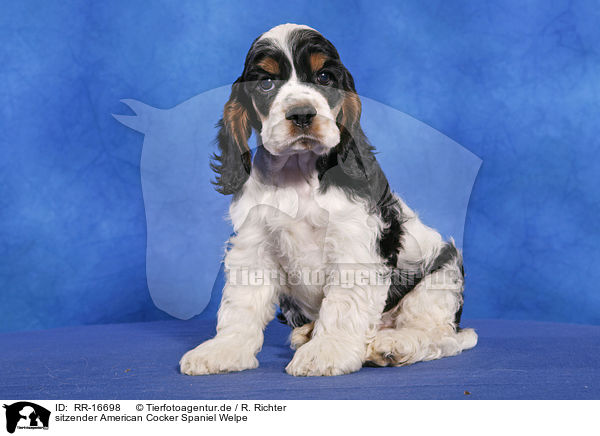 sitzender American Cocker Spaniel Welpe / RR-16698