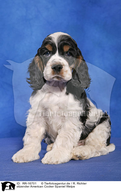 sitzender American Cocker Spaniel Welpe / RR-16701