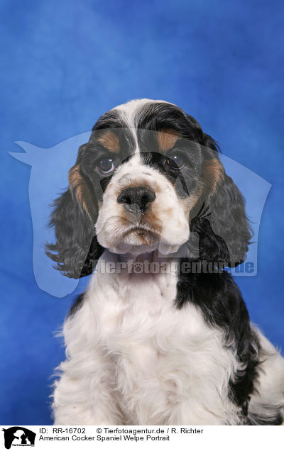 American Cocker Spaniel Welpe Portrait / RR-16702