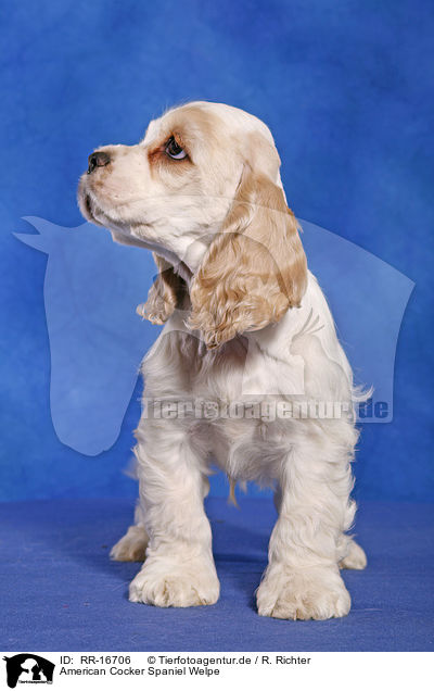 American Cocker Spaniel Welpe / Puppy / RR-16706