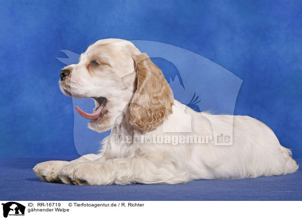 ghnender Welpe / yawning puppy / RR-16719