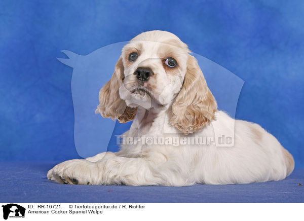 American Cocker Spaniel Welpe / Puppy / RR-16721