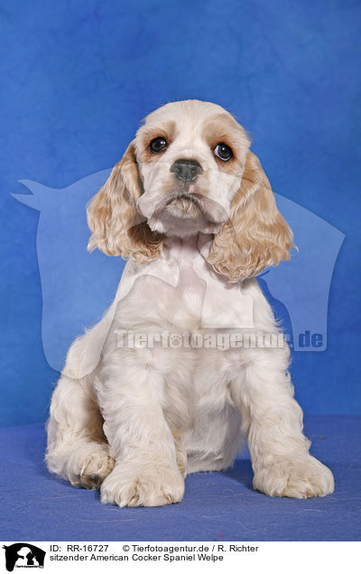 sitzender American Cocker Spaniel Welpe / sitting Spaniel Puppy / RR-16727