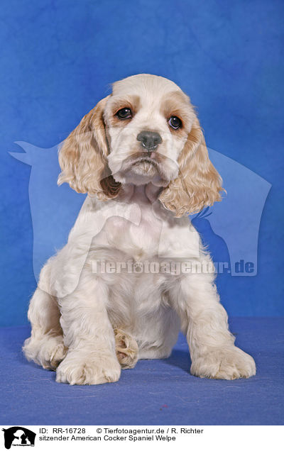 sitzender American Cocker Spaniel Welpe / sitting Spaniel Puppy / RR-16728