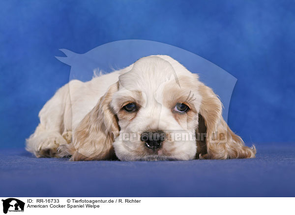 American Cocker Spaniel Welpe / Puppy / RR-16733