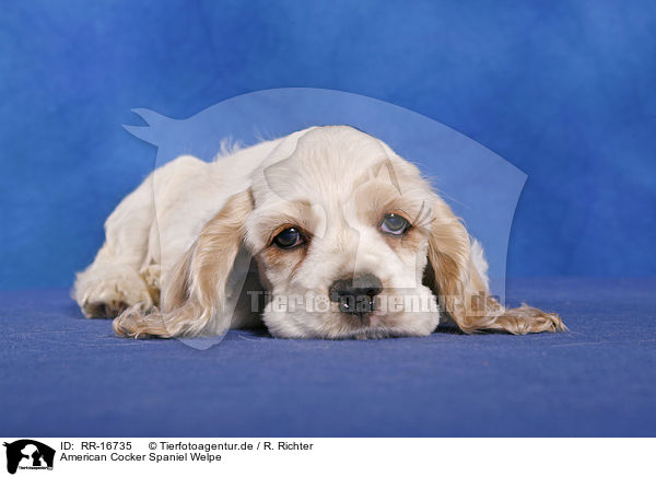 American Cocker Spaniel Welpe / Puppy / RR-16735