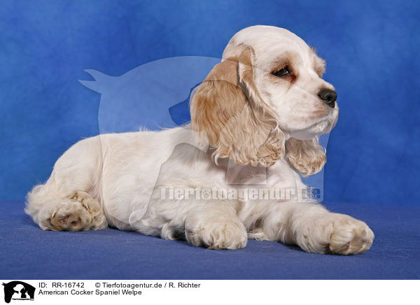 American Cocker Spaniel Welpe / Puppy / RR-16742