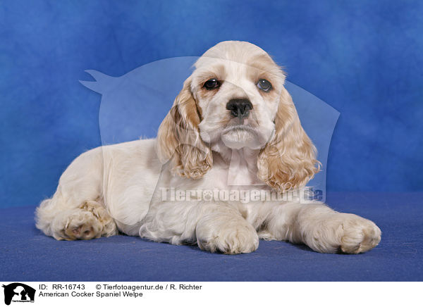 American Cocker Spaniel Welpe / Puppy / RR-16743