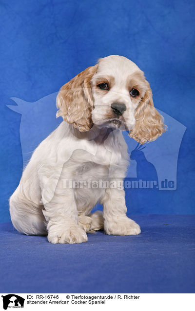 sitzender American Cocker Spaniel / Sitting Spaniel Puppy / RR-16746