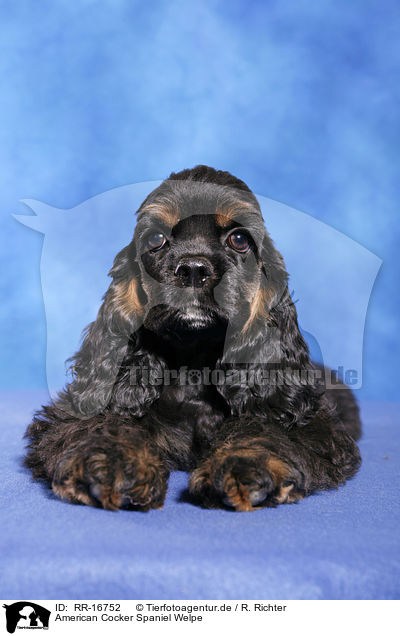 American Cocker Spaniel Welpe / Puppy / RR-16752