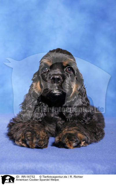 American Cocker Spaniel Welpe / RR-16752