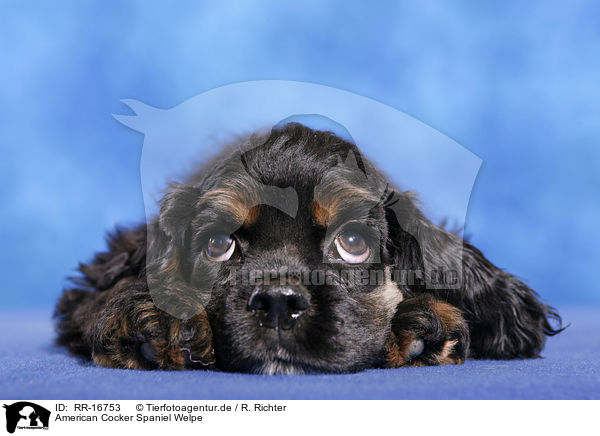 American Cocker Spaniel Welpe / RR-16753