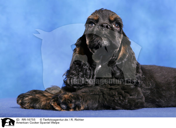 American Cocker Spaniel Welpe / Puppy / RR-16755