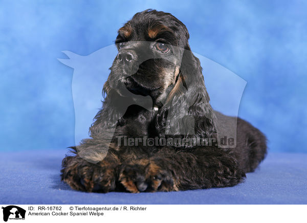 American Cocker Spaniel Welpe / RR-16762