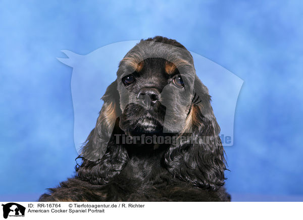 American Cocker Spaniel Portrait / RR-16764