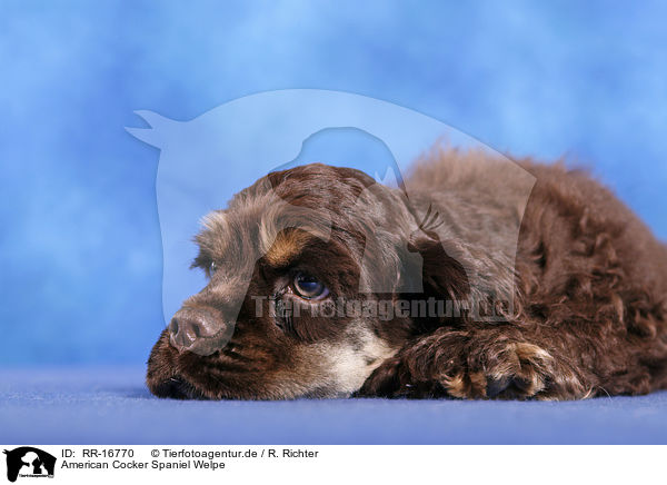 American Cocker Spaniel Welpe / RR-16770